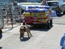 American Bulldog Club